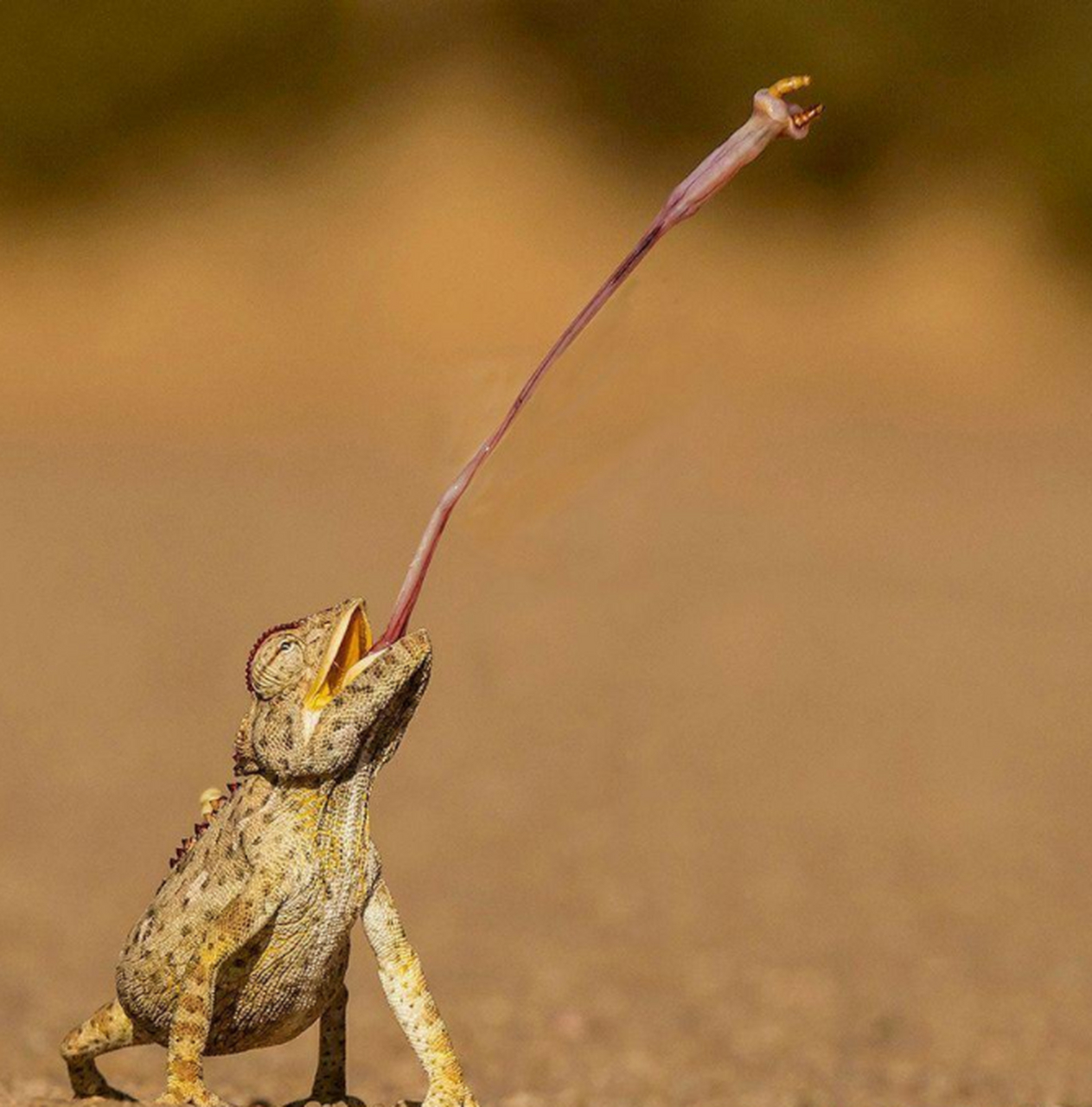 变色龙射出舌头捕食的瞬间,精准命中目标.#百家号星火计划