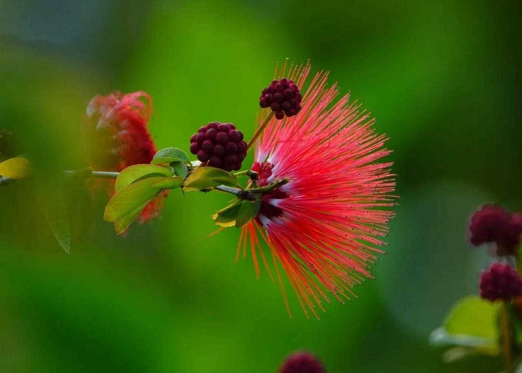 分享一组图片——红粉扑花[no] 在公园里随手拍下一组花 花色妩媚艳丽