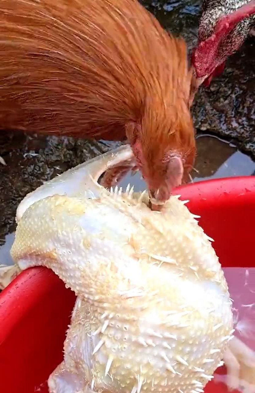 没想到杀了一只鸡,剩下的鸡都帮忙拔毛.[滑稽]