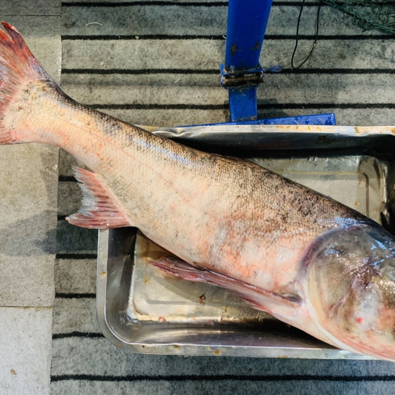 您绝对不可错过的饕餮鱼宴!