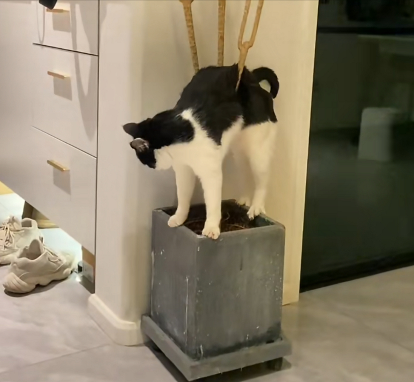 众所周知,猫猫是软体动物![左捂脸]