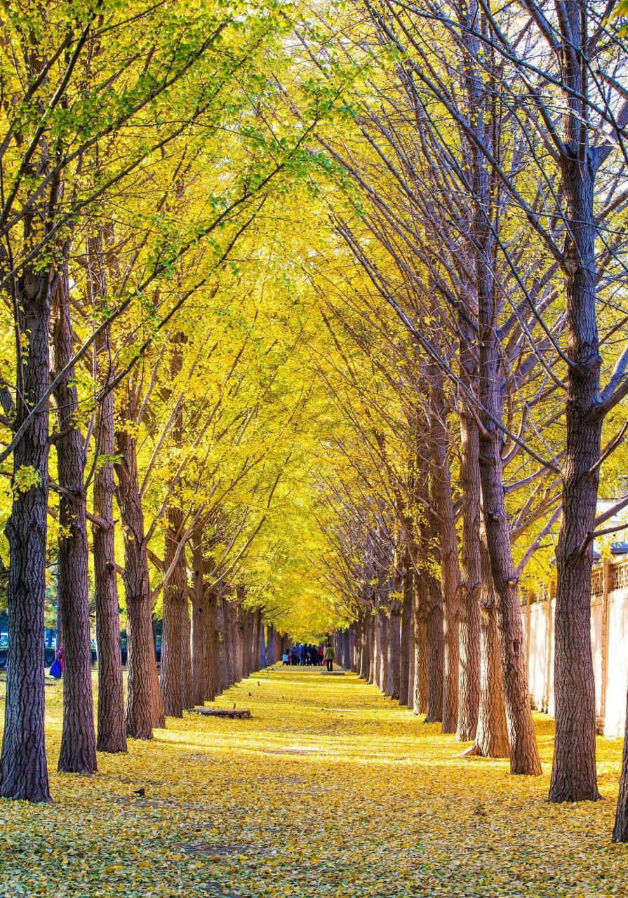 银杏树树干笔直,气质优雅 [太阳]银杏树非常的漂亮,在很多地方都会