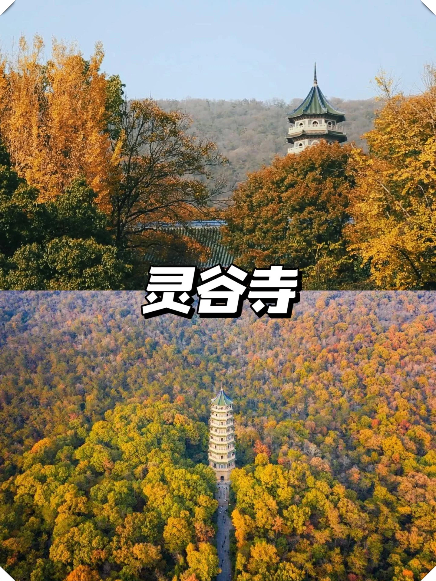 栖霞山的红叶山体玄武湖的银杏雪松毗卢寺的银杏佛像都是绝美的