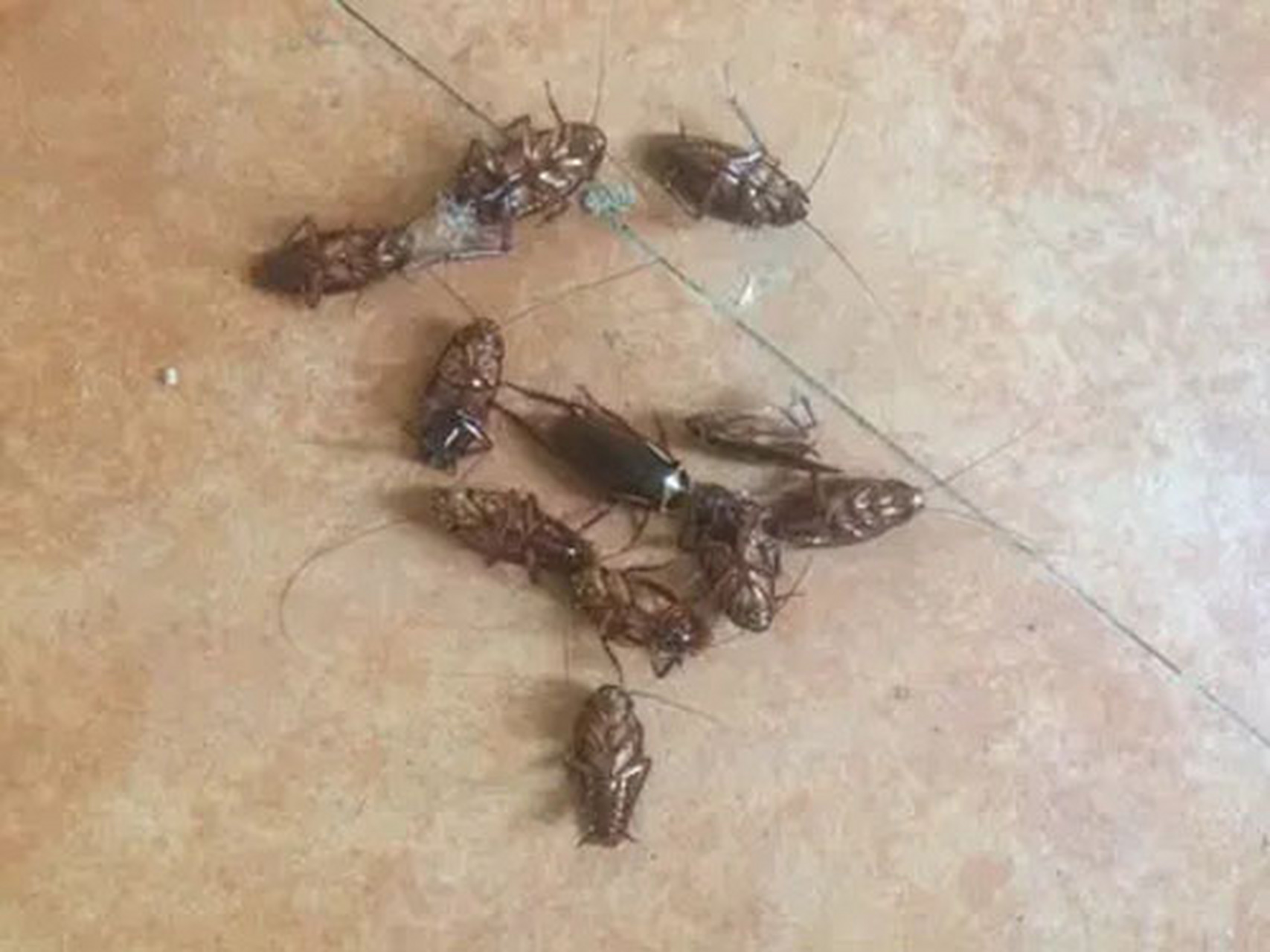 蟑螂怎么消灭最彻底小妙招 说起蟑螂,大家都不陌生,它可有"打不死的