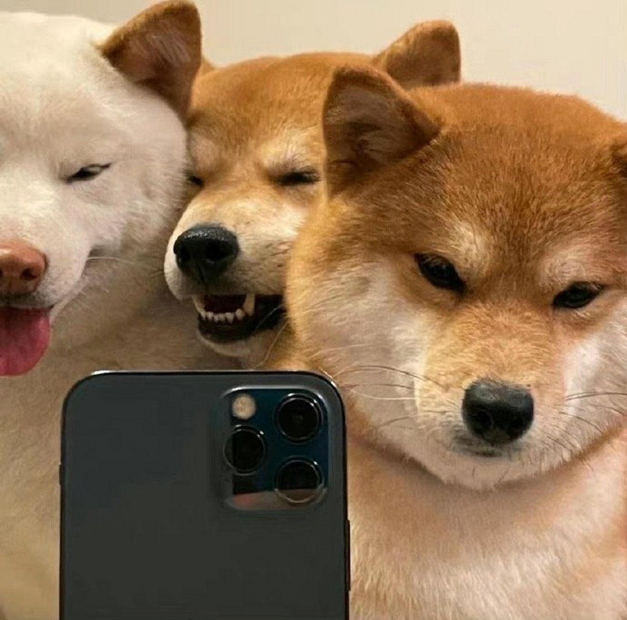 三只狗合照图片