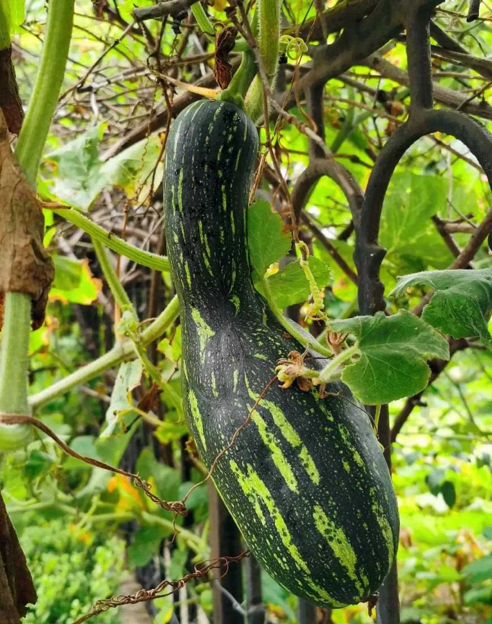 小区围栏上,方瓜长得真快!