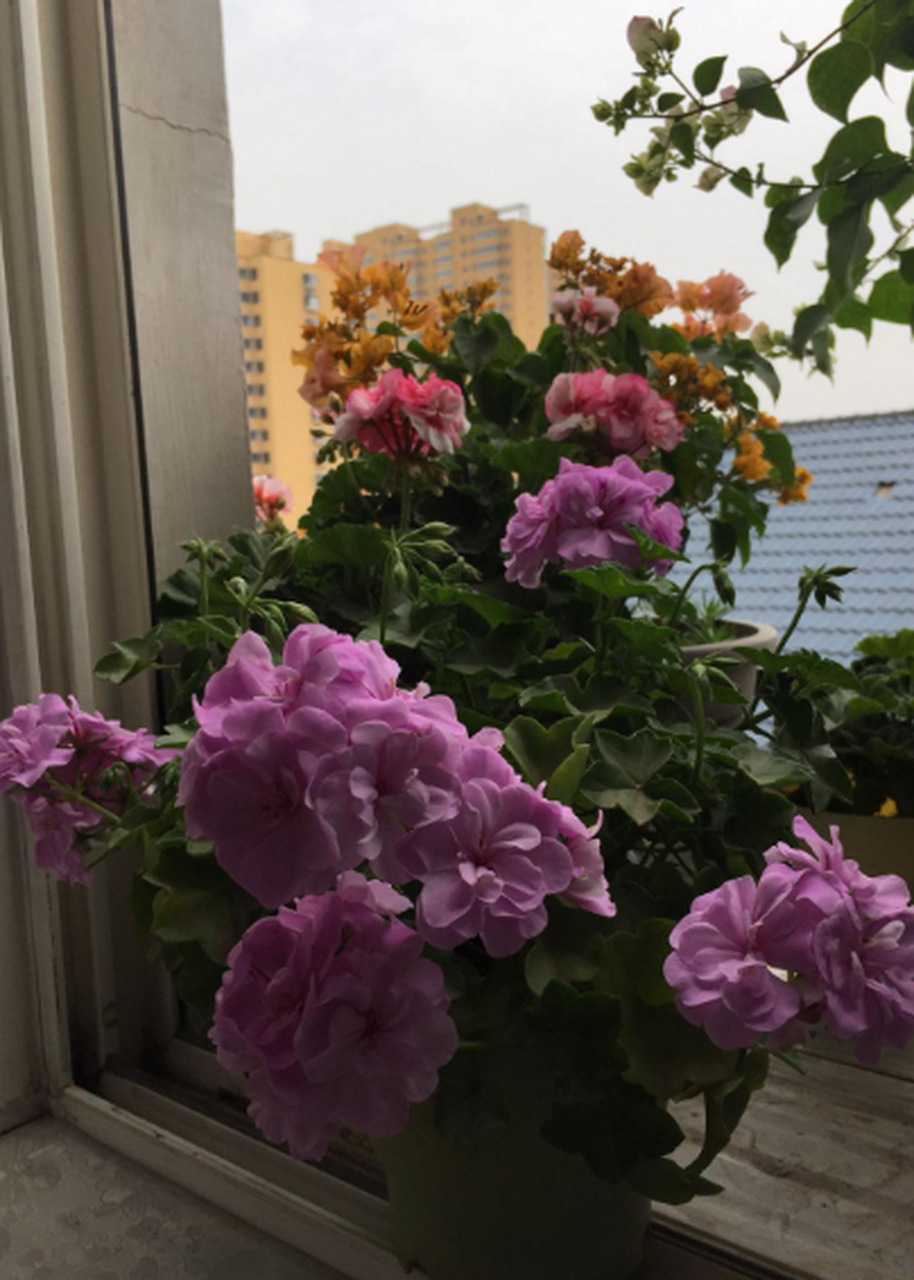 垂吊天竺葵"大汉1960",名字不好听,颜值却很高的货