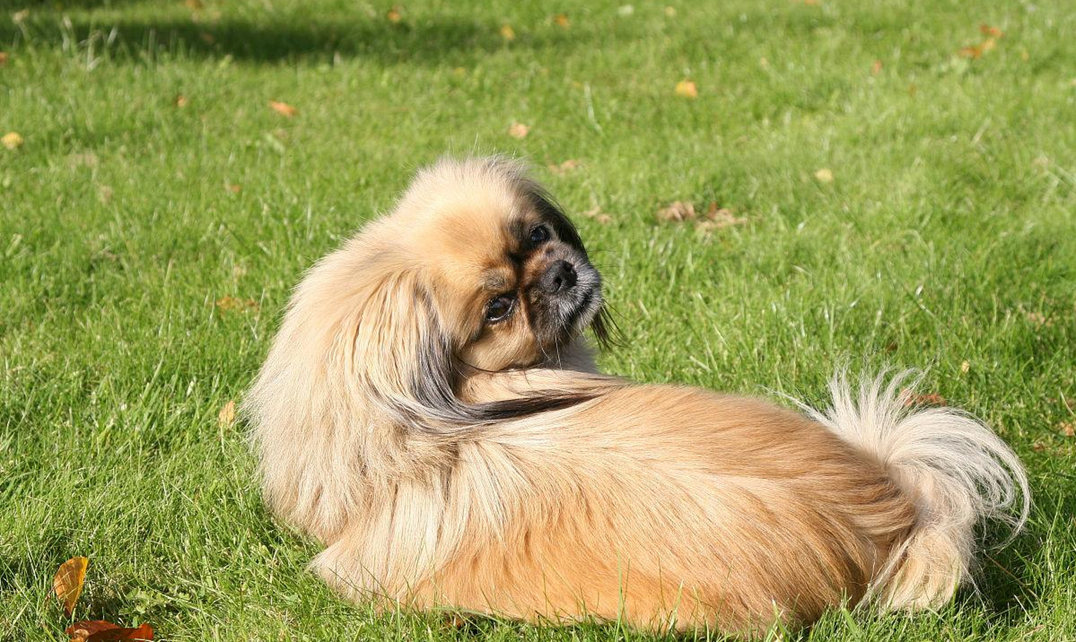 西藏猎犬# 是一种来自中国西藏的古老犬种,也被称为"袖狗"或"宫廷犬"