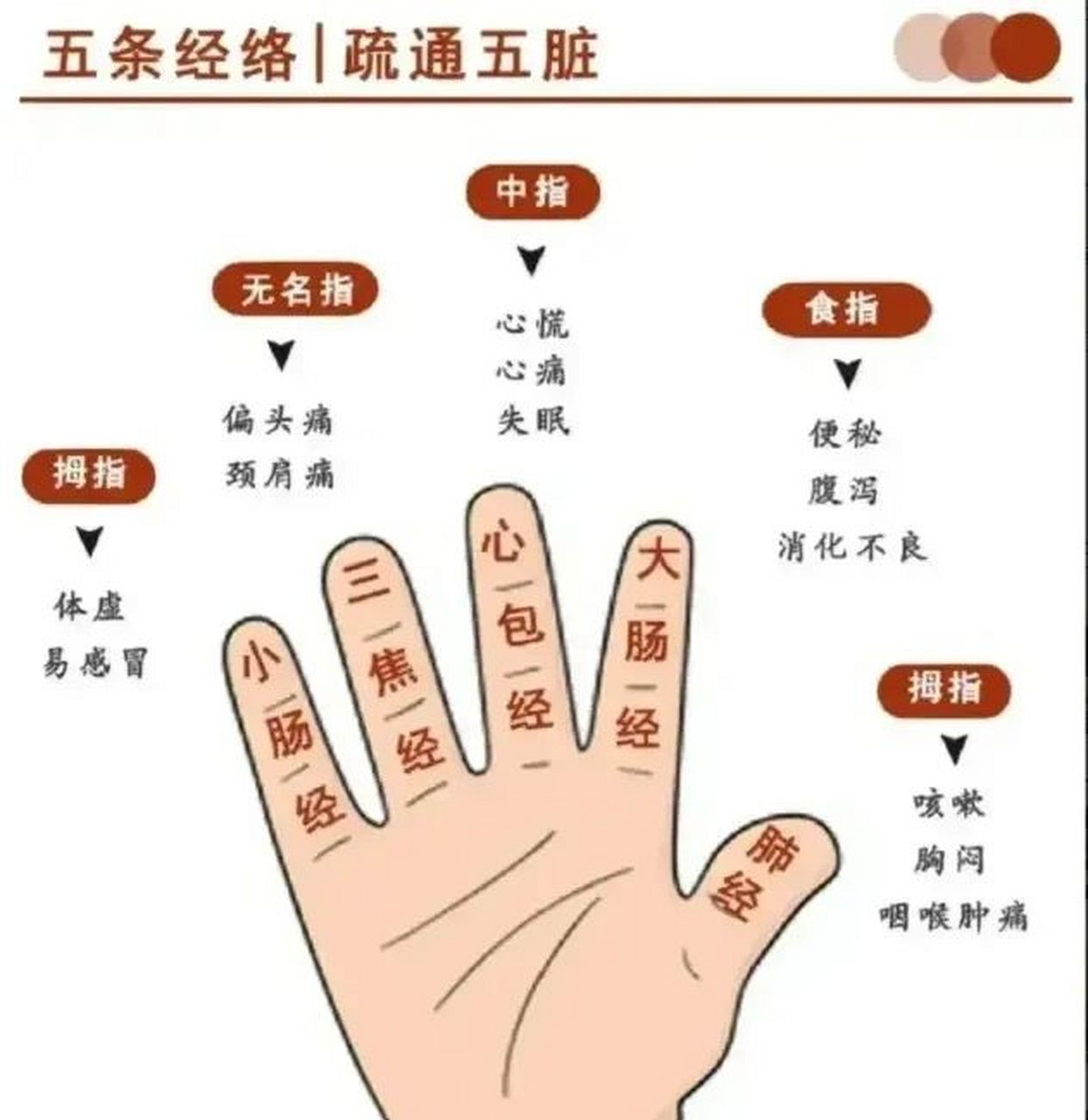 手部有6 条经脉循行,与全身各脏腑,组织,器官沟通,大约有99 个穴位