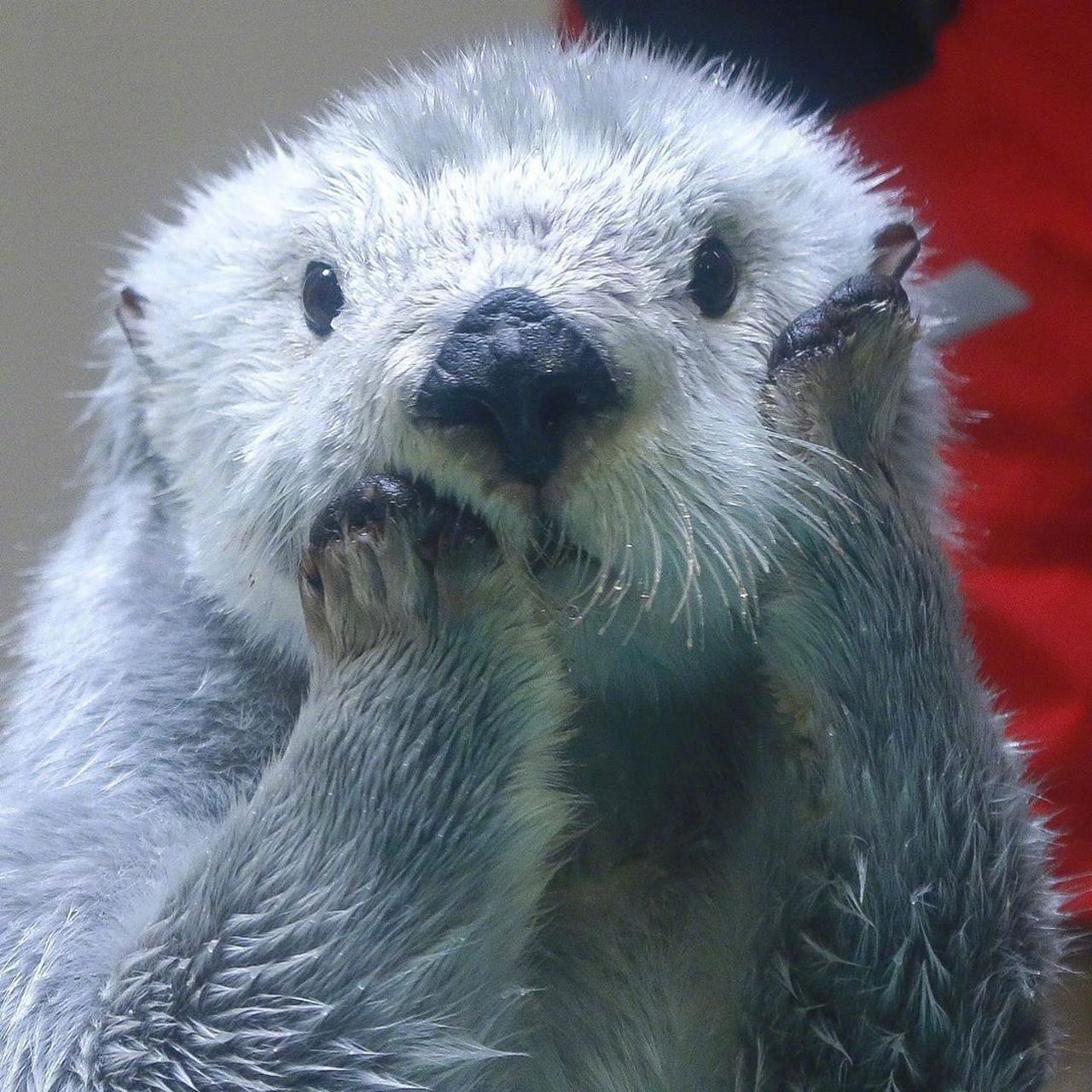 最可爱的干饭明星——海獭  是水獭之中海生的一种水獭,小小的眼睛