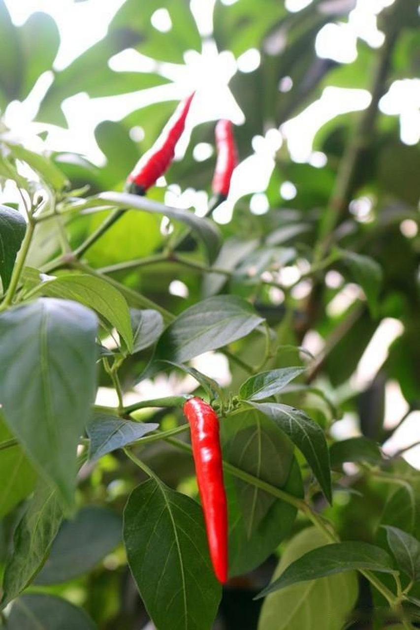 吃在四海八方春节宅家吃什么,赢精美奖品宅在家里的时间很充裕,总是想