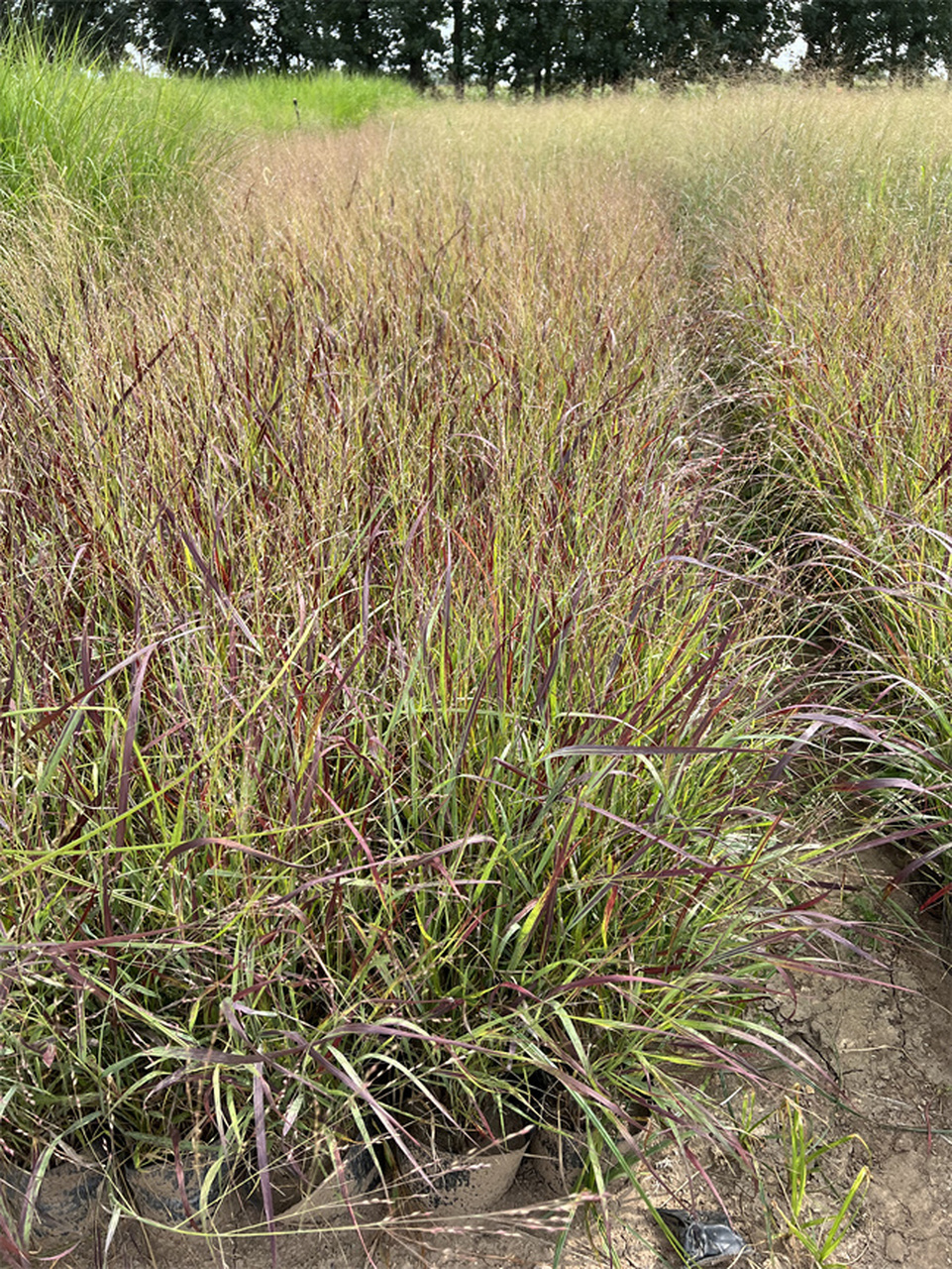 火焰柳枝稷地栽苗成片效果