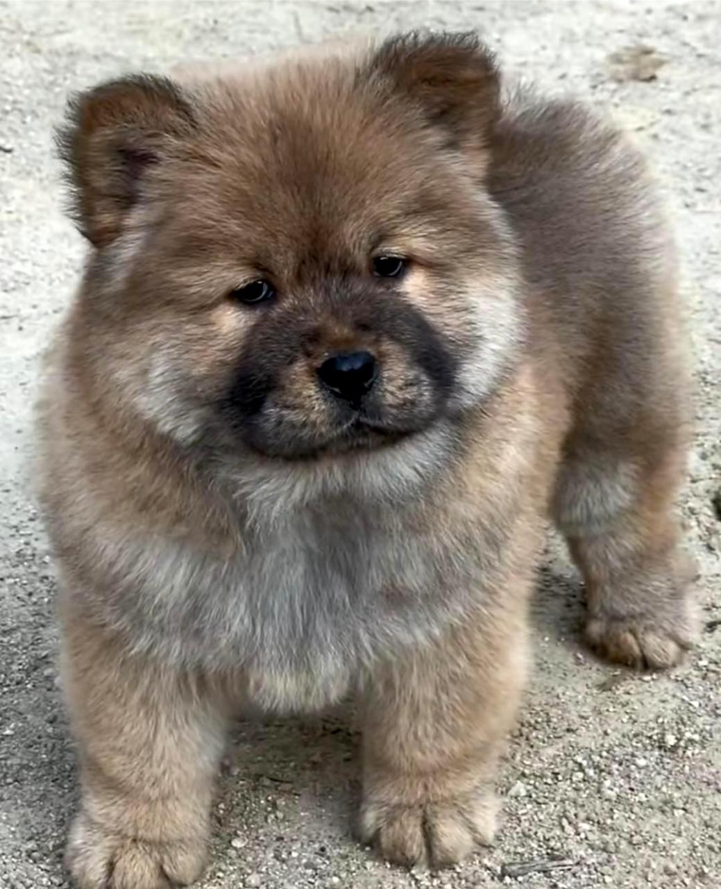 这只小土狗虽然长相有些丑,但却十分可爱和乖巧!