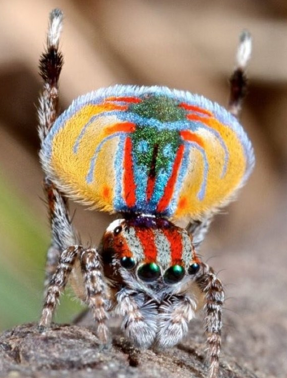 这种蜘蛛叫孔雀蜘蛛,它们身上有着孔雀般绚丽的色彩,是不是很漂亮?