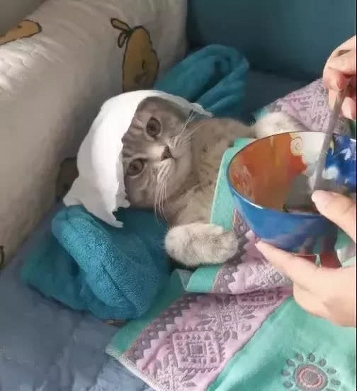 武大郎喝药那场小猫配合得很好,表情毫无生气#搞笑