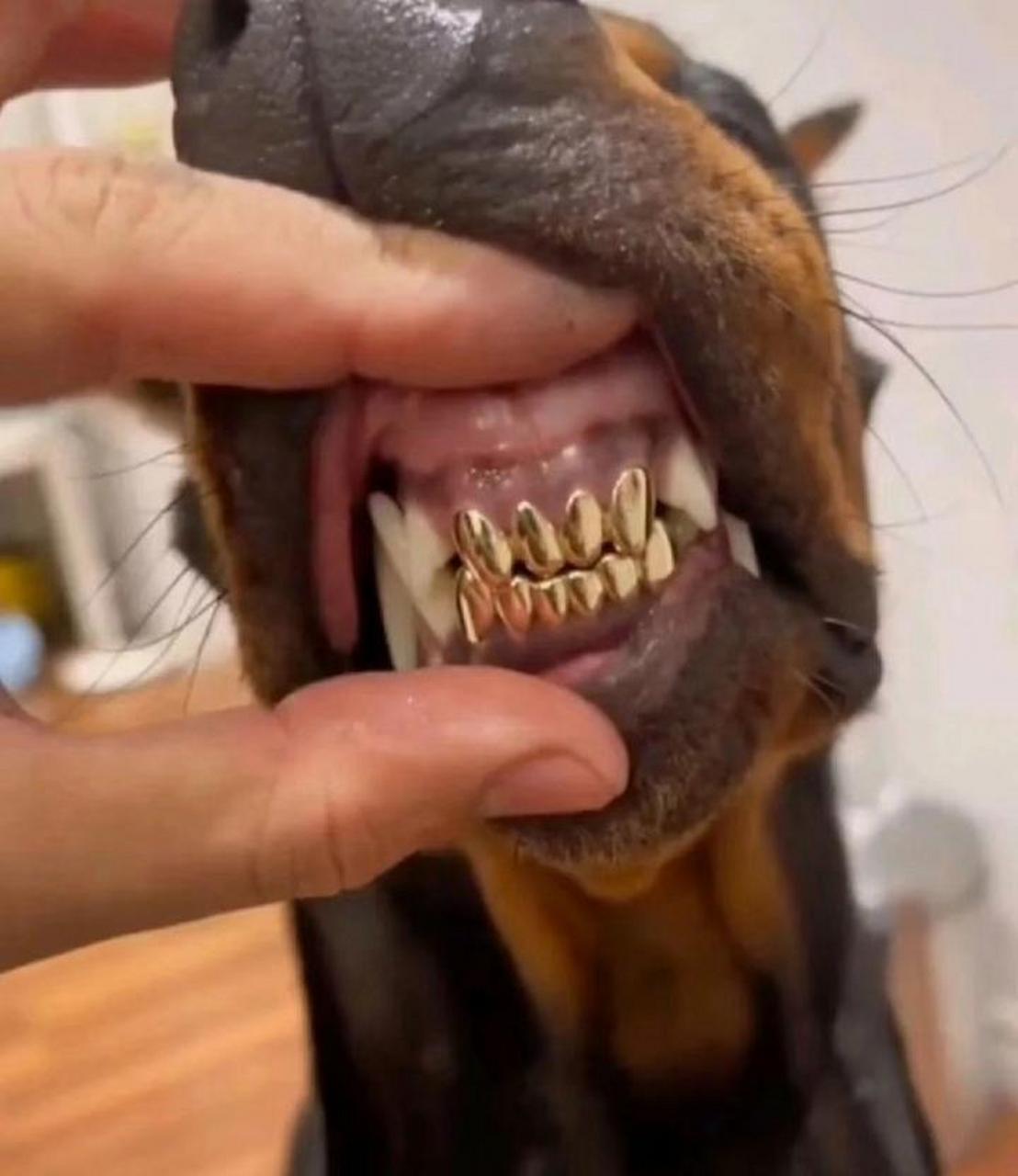 捡到一只流浪狗,发现它的牙齿居然是黄金的,我是不是要发财了呀?