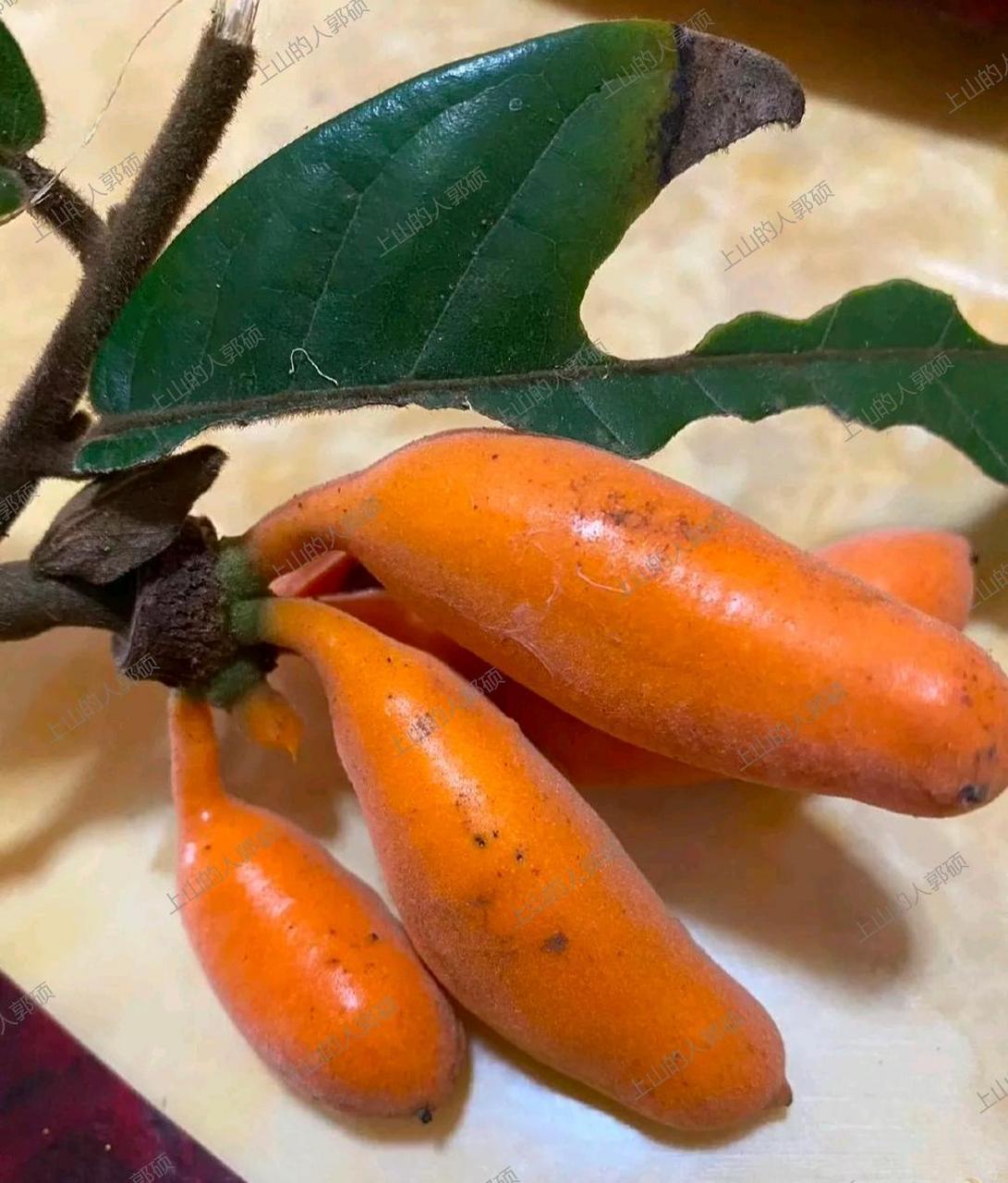 94有人吃过这种"野香蕉"么?真的有那么好吃吗?还是纯属好奇味道呢?