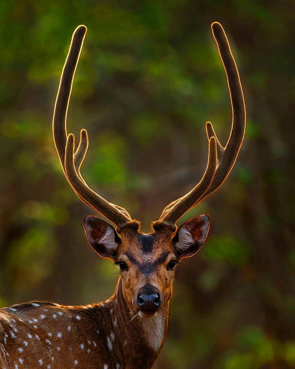 麋鹿合集素材  麋鹿(学名:elaphurus davidianus)是鹿科,麋鹿属中的