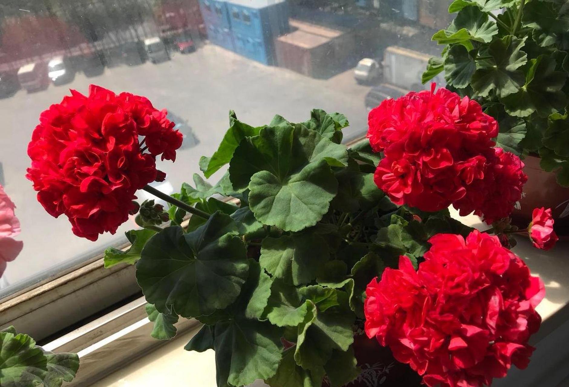 阳台还有位置,建议养盆天竺葵"肯尼"