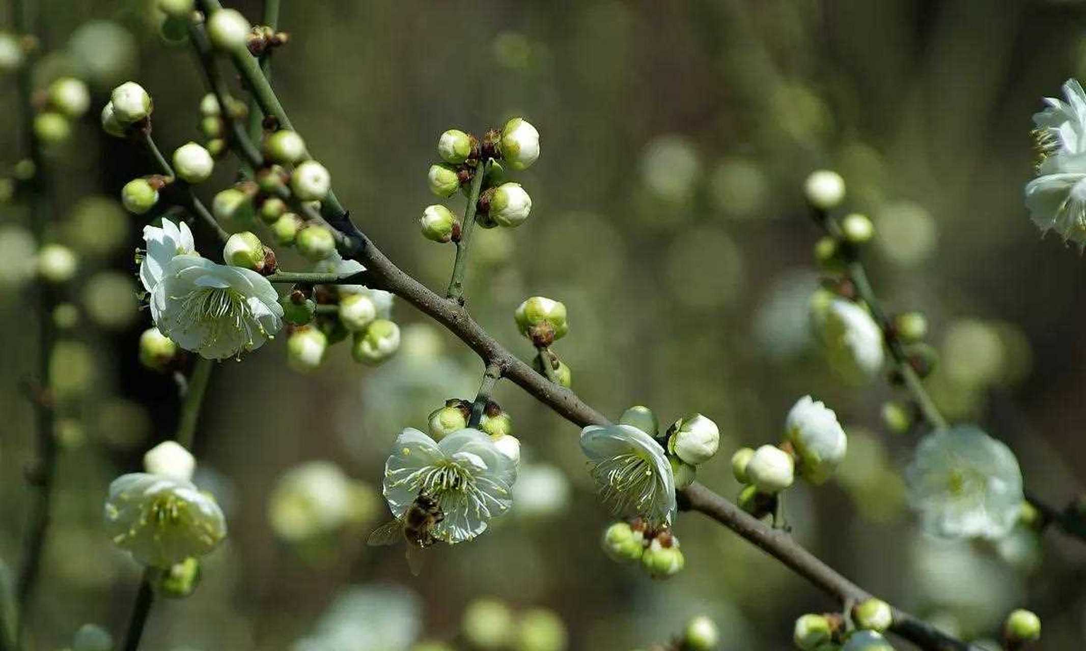 绿梅属于梅花中的娇娇者,开花的时候清新淡雅,超凡