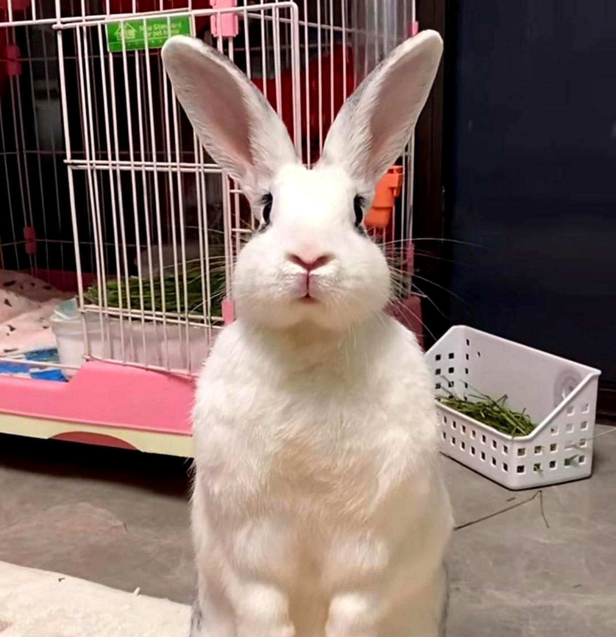 大白兔实在太可爱了,听着音乐让人陶醉