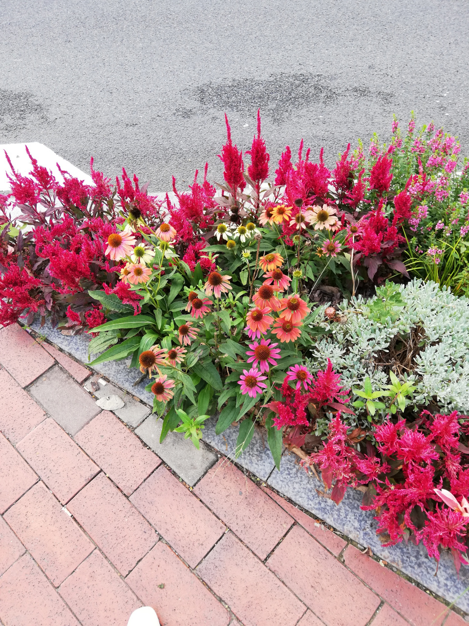 常见花境植物品种图片