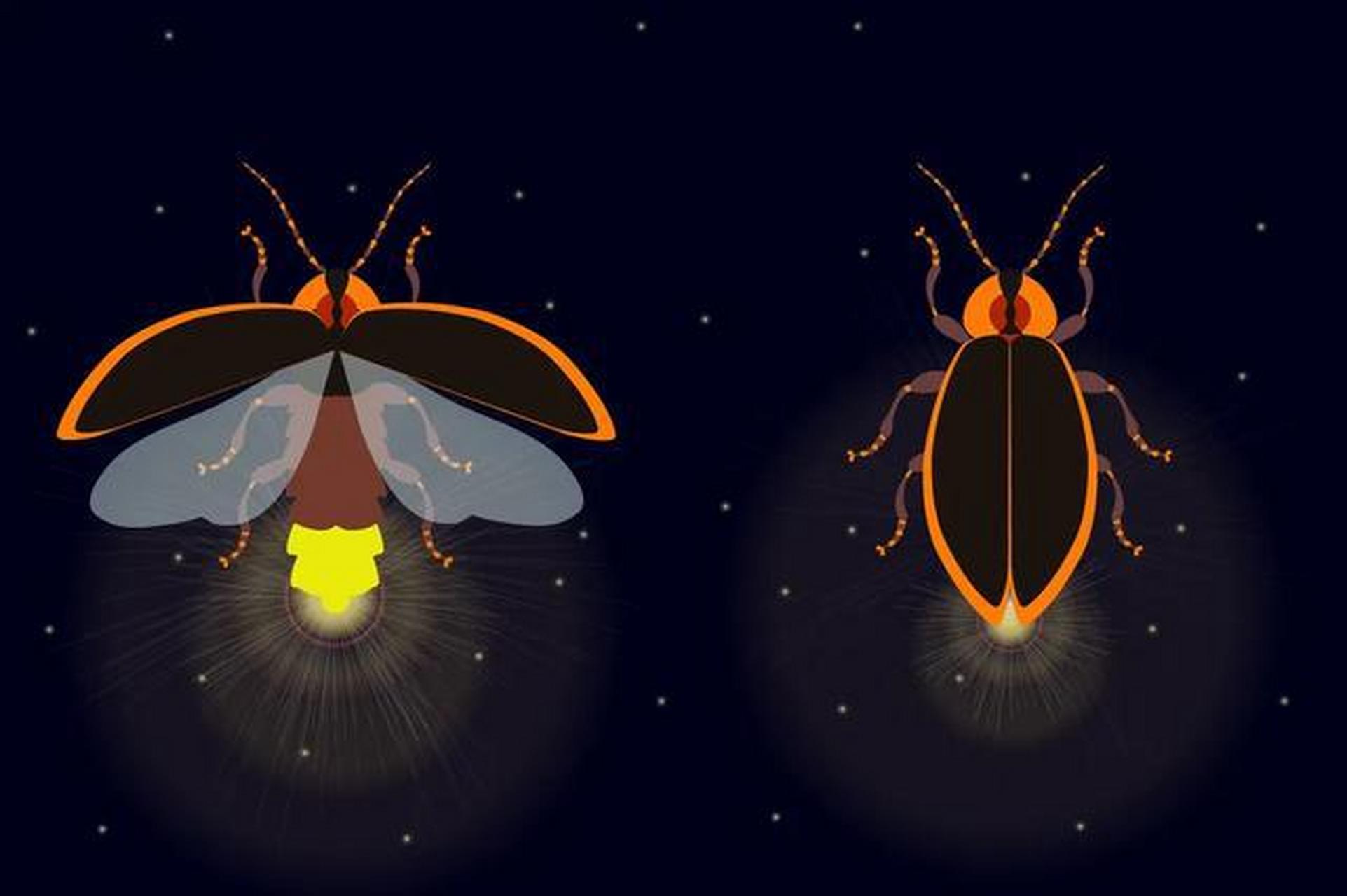 今天就带大家探究萤火虫发光的奥秘.