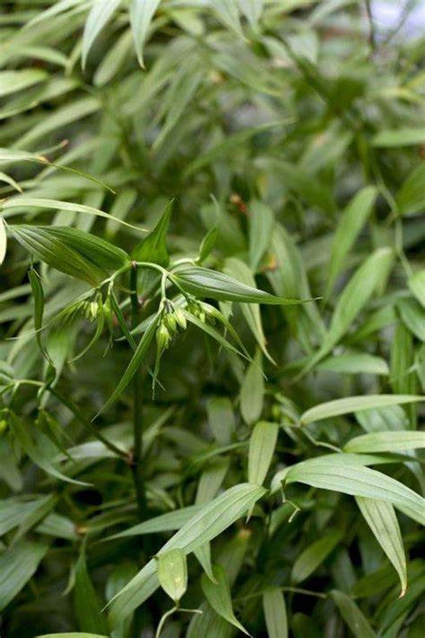 公园常见的植物之一——万寿竹  11566万寿竹简介  万寿竹是一种