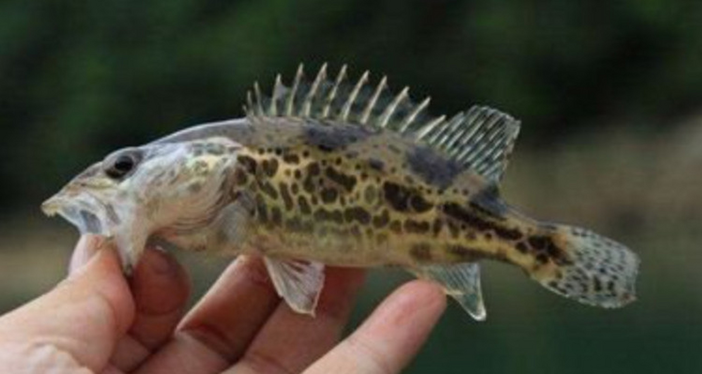 鳜鱼属于大型淡水鱼类,常见个体一般体长1米左右,最长的可达3米左右