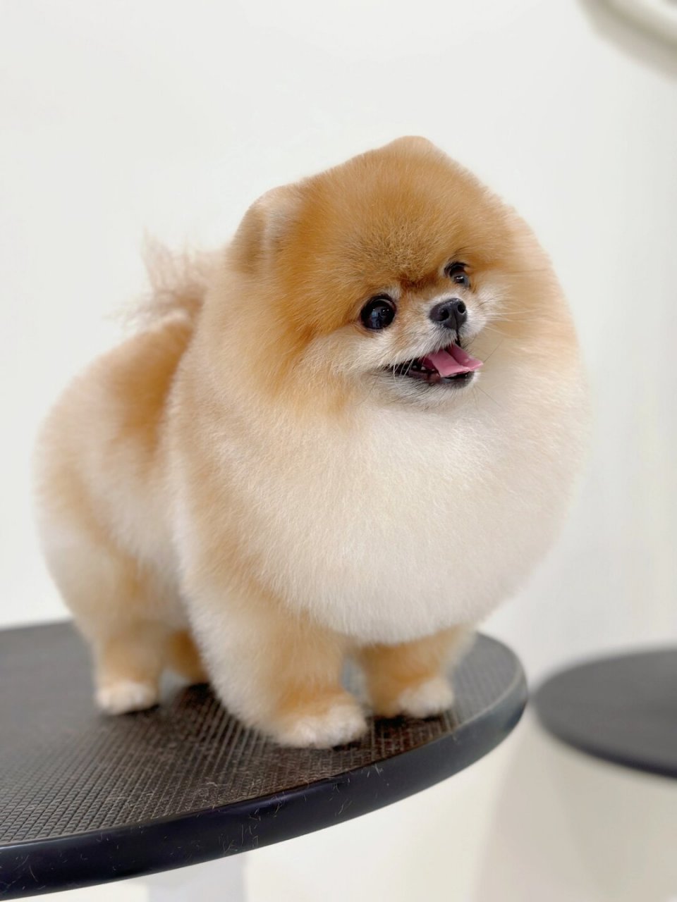 博美秋冬造型|不要再盲目剪俊介啦  秋冬建议博美宝宝一定要试试这个