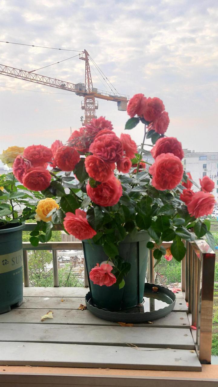 有种小型月季花,名字叫"香奈儿阳台",专门为阳台盆栽观赏而生,植株