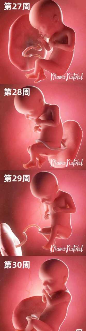 27周胎儿身长_27周胎儿身长体重多少正常  第2张