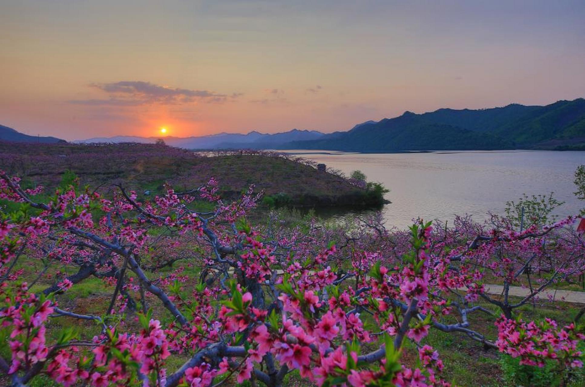 网红打卡地辽宁杠杠滴##美好辽宁欢迎您# 梁广军:河口桃花正艳  宽 
