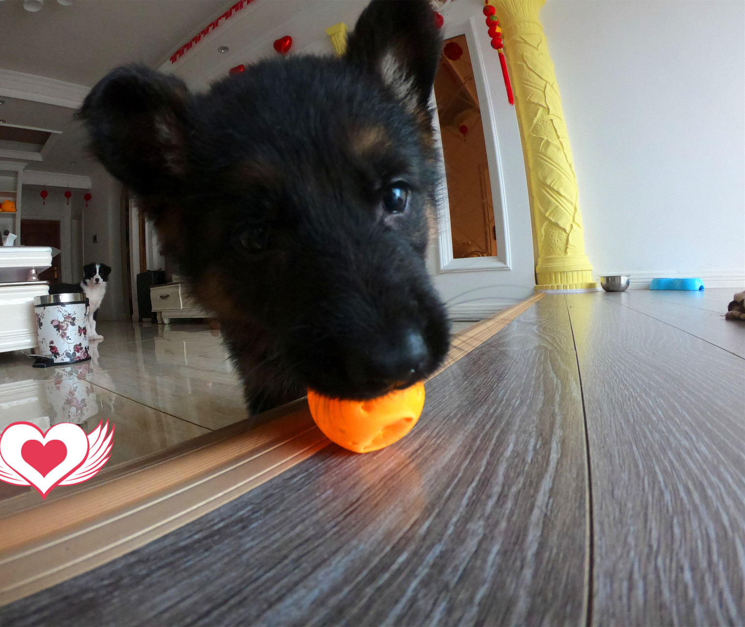 小时候阿尔法和贝塔还什么都不会,每天都傻傻的一起玩,有时候还不知道