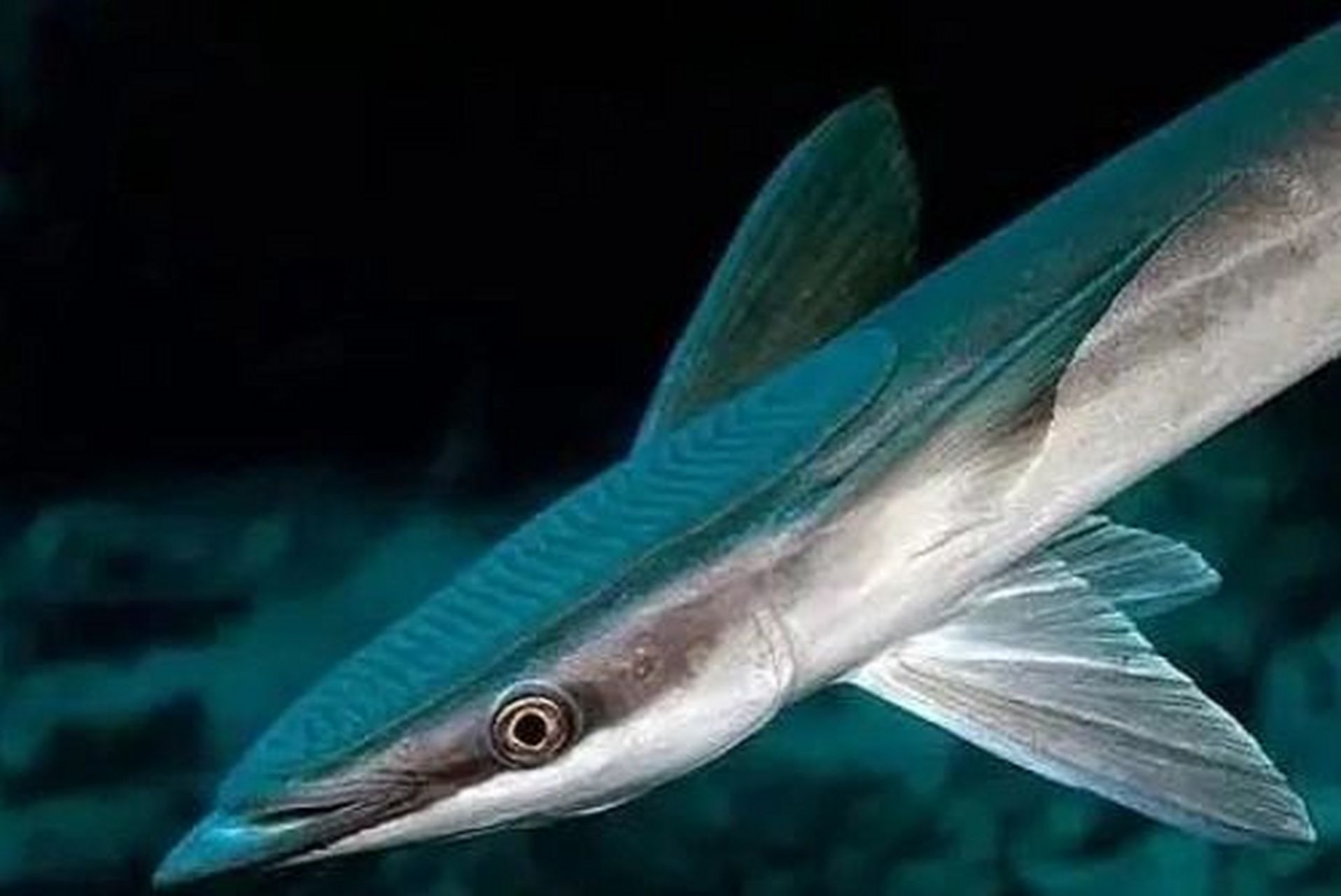 这条鱼好像鞋刷子啊 头好像被打扁啦 印鱼 头部扁平,向后渐成圆柱状