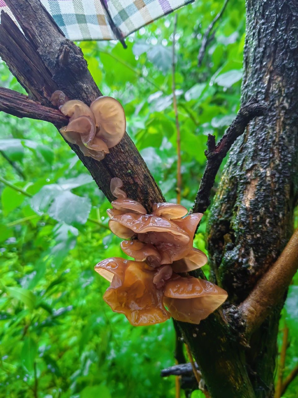 徒步的最大乐趣就是户外打野 每次出去都有意想不到的收获 连续下了几