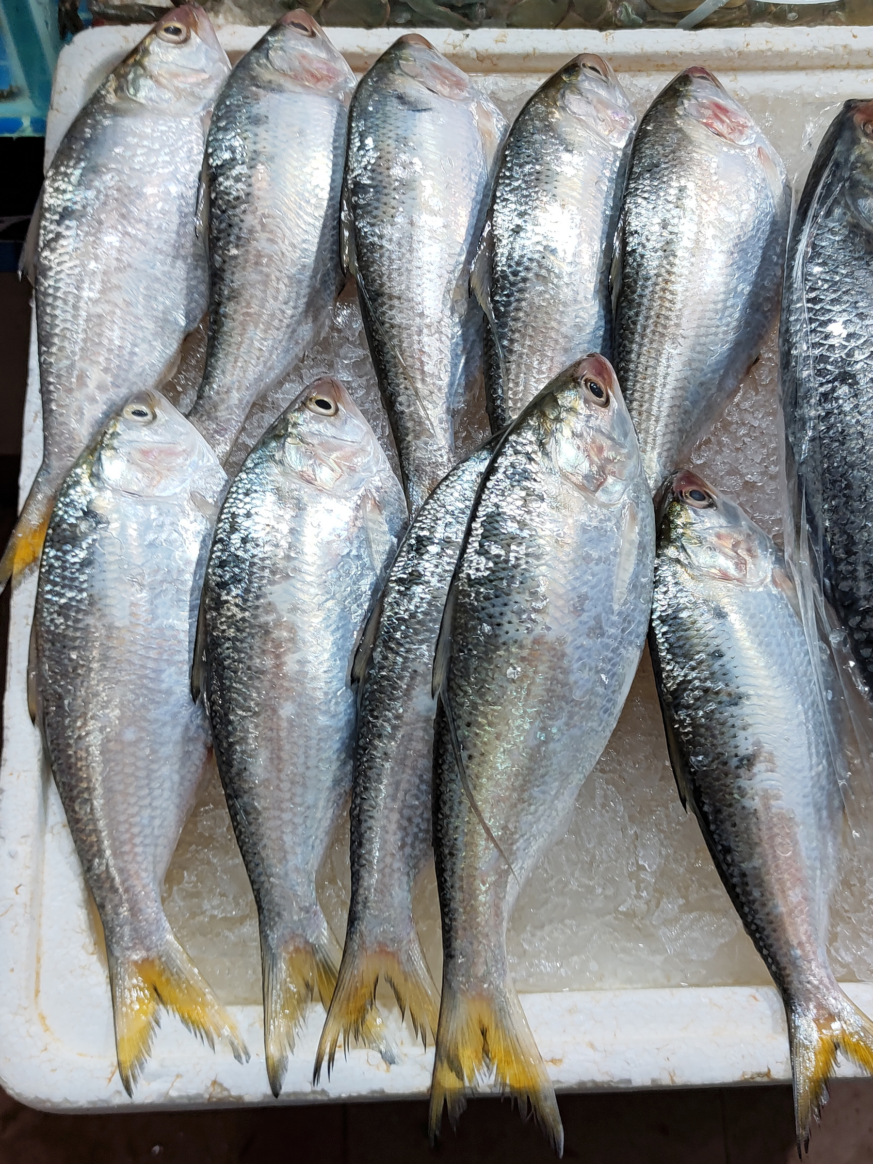 这就是为什么两广叫斑鰶和花鰶俗名是——黄鱼(鱼鳍和鱼尾,有非常明显