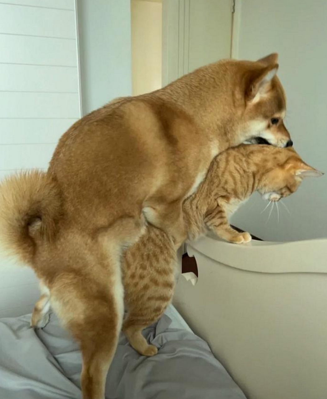 养了一只橘猫和柴犬,有什么要注意的地方吗?