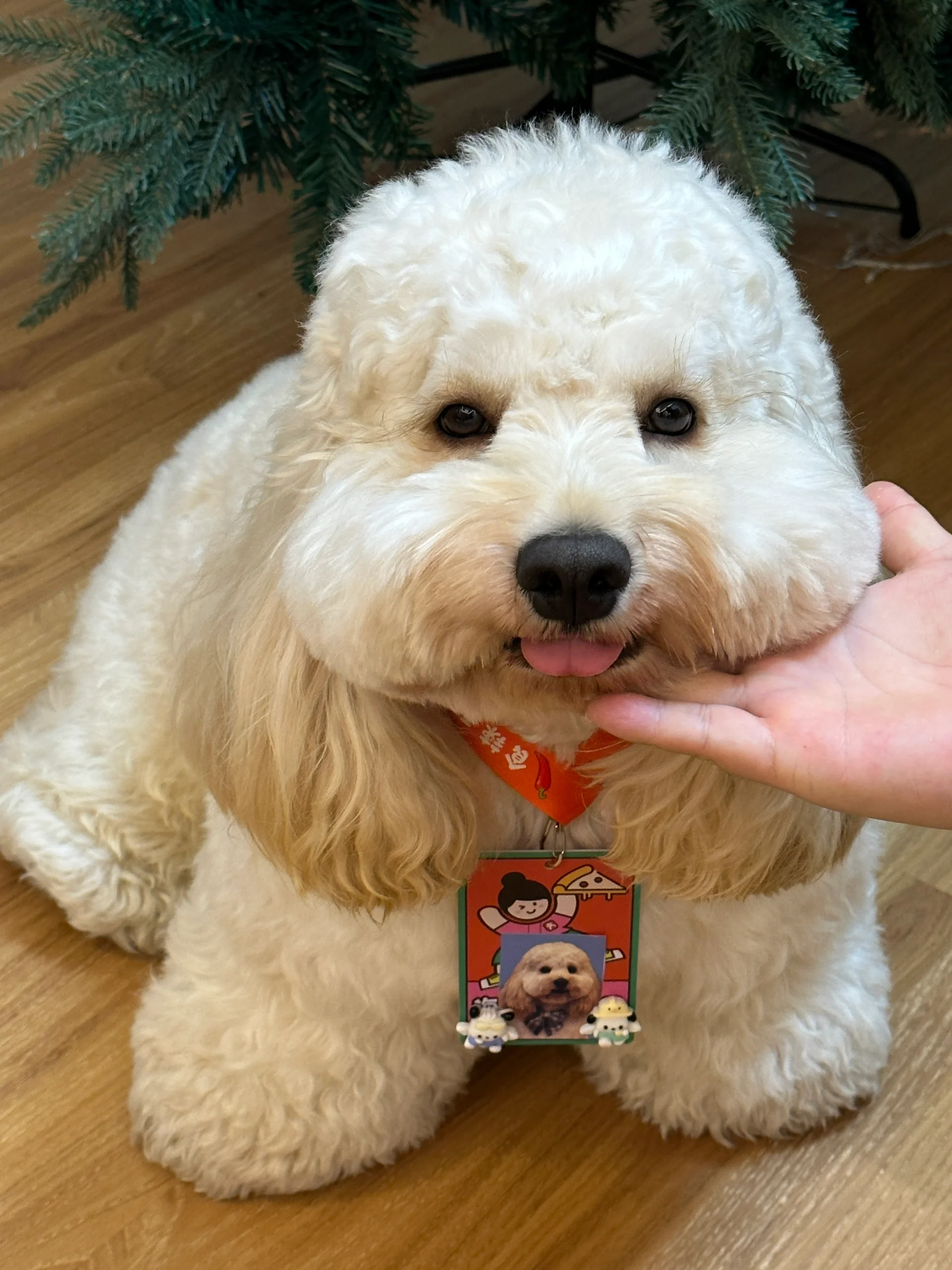 是我家可爱多多的首个上班日~ 他戴上了定制的工牌,坐在了他的狗包上