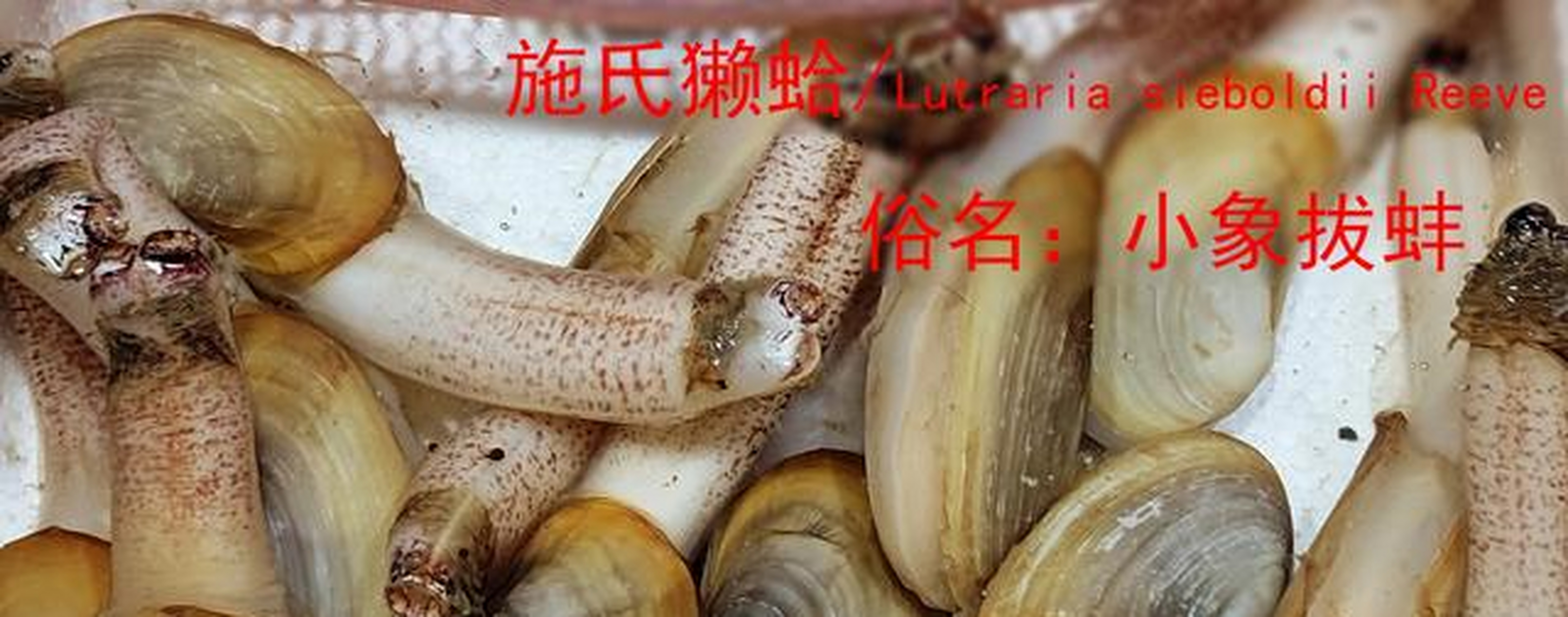 杜氏枪乌贼/uroteuthis  duvauceli,俗名:鱿鱼,小管,吊桶68一斤