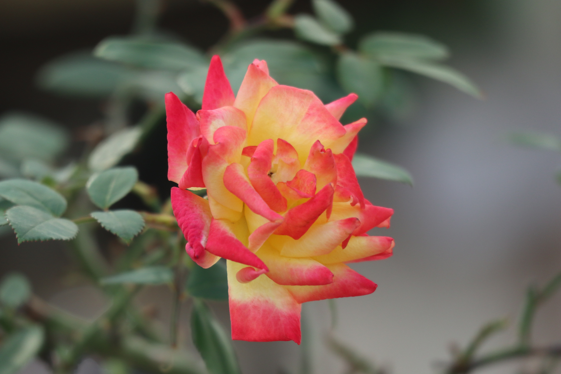 原创摄影之混色月季#金秋图文动态创作节