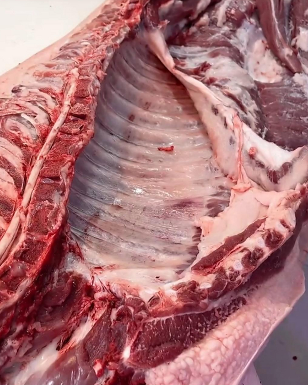 这大排骨看着真不错,一看就是好猪肉.