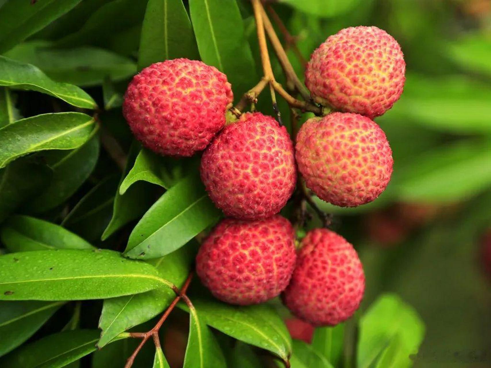 大妈的精选   『 正品陆侨无核荔枝】海南独有稀缺果品 无核无渣 肉如