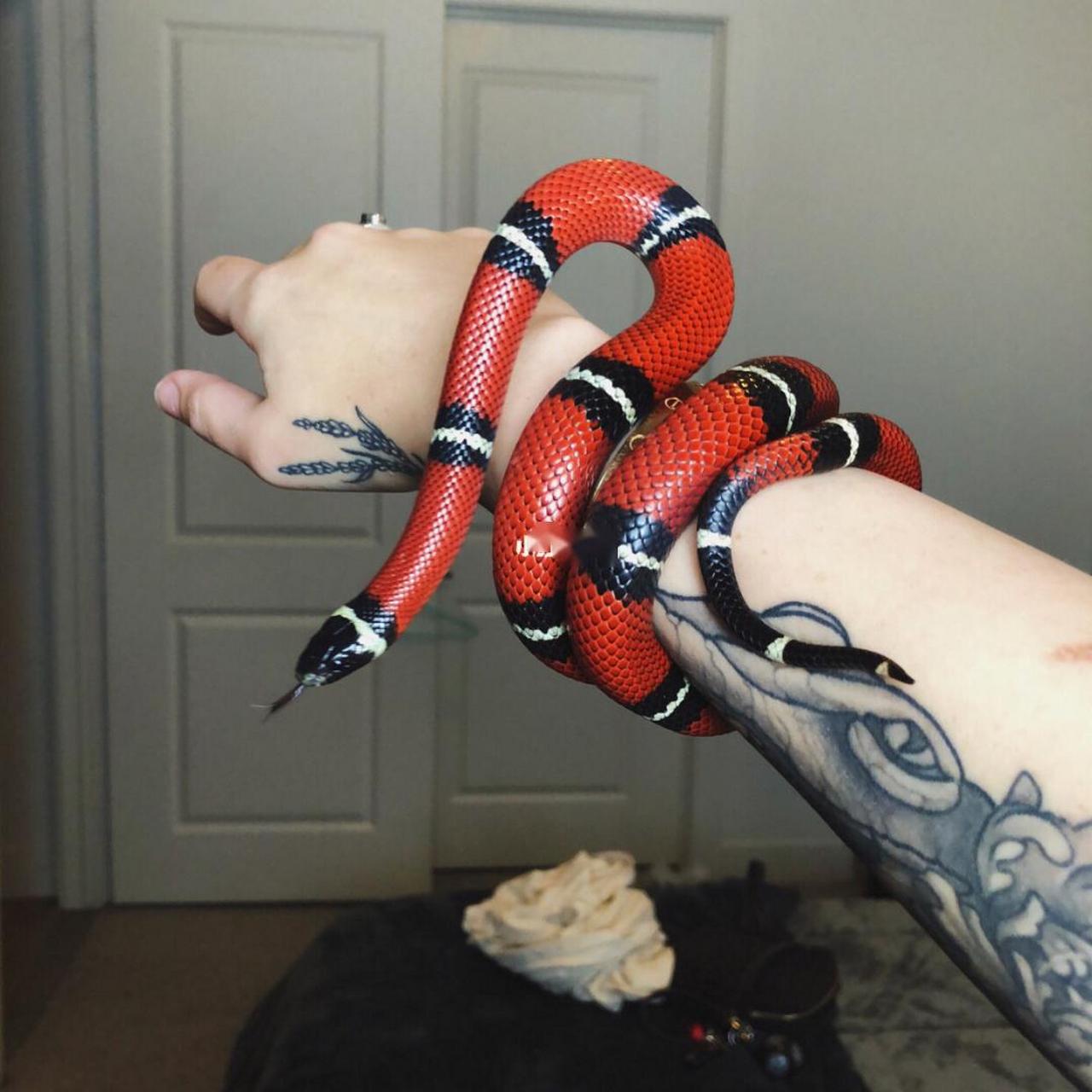 纳尔逊奶蛇 纳尔逊奶蛇是中型蛇类,野生环境想生长的纳尔逊奶蛇长度