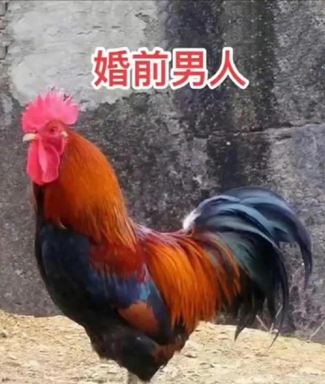 婚前男人vs婚后男人,是否生动?