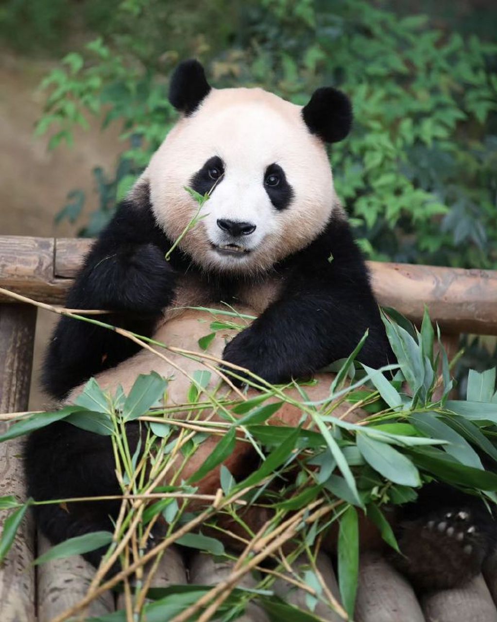 福老师小课堂:我们真正的大熊猫尾巴是"白色"哒,我给叔叔姨姨们演示一