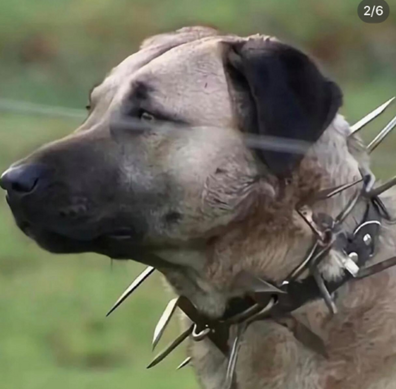 牧羊犬的防狼项圈