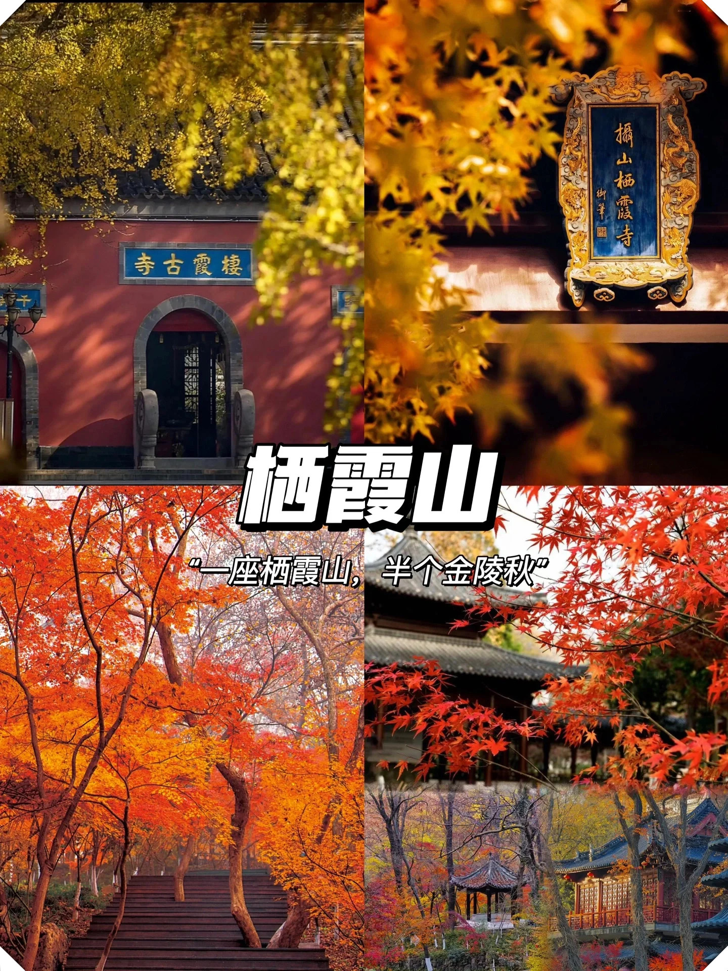 明孝陵的水杉林和石象路灵谷寺的古树颐和路的法国梧桐都值得一游