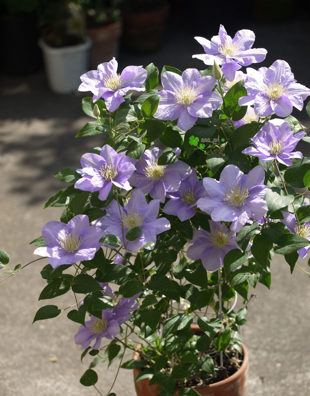 给大家推荐一款适合阳台养的铁线莲——塞尚,大道系矮小品种,株高仅0.