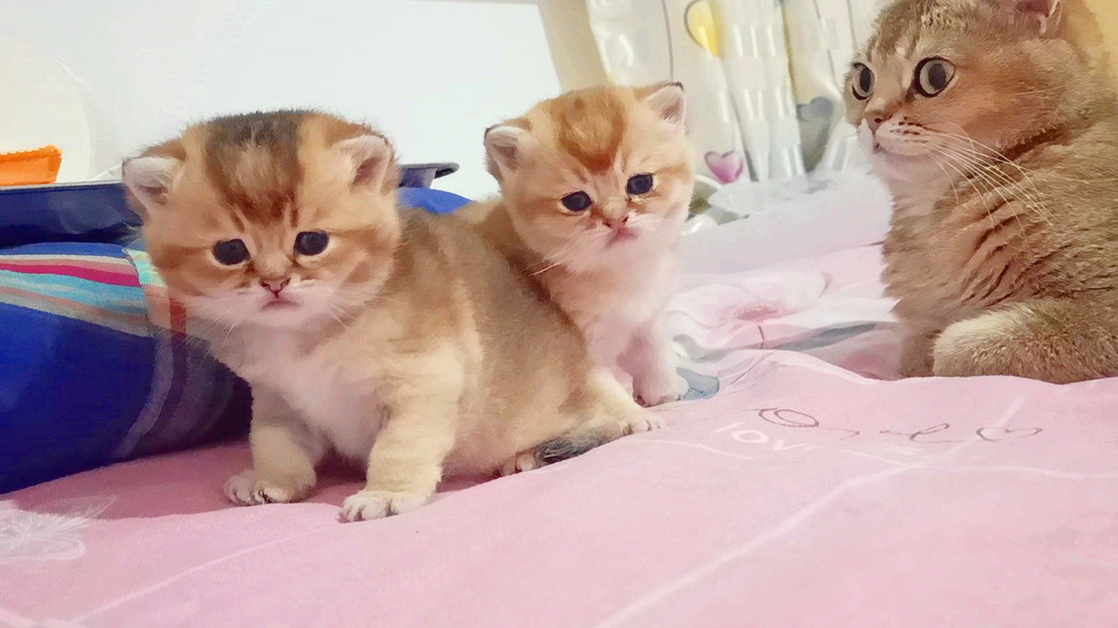 今天的宠物之道《哎呦与偶像》视频已经发出来了,标题是《龙凤胎猫